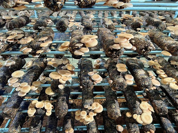 全国首个通过鉴定的小香蕈新品种“中菌小香蕈1号”。昆明食用菌研究所供图
