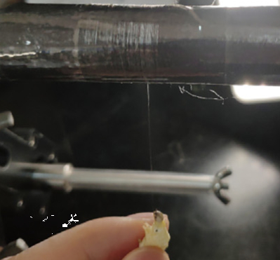 让蚕吐出超强蜘蛛丝（图片来源：参考文献5）