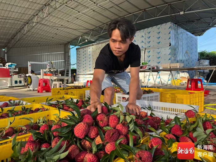果农正将荔枝过秤分拣。记者郑光平 摄