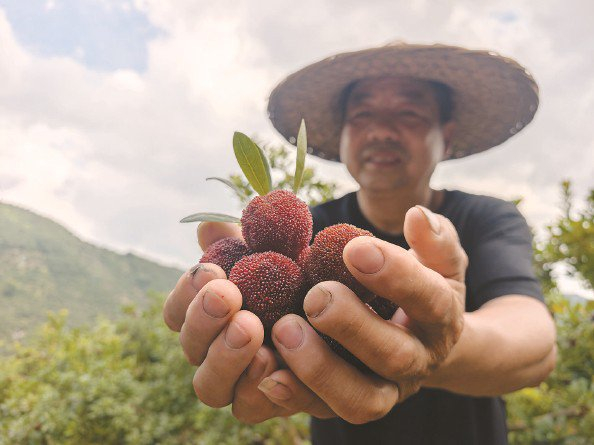             黄岩东魁杨梅  刘歆  摄          