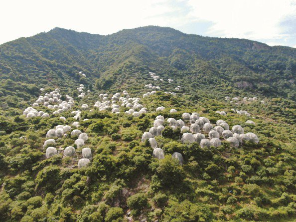             满山罗幔的杨梅树成为黄岩独特的风景线  刘歆  摄          