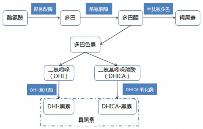 ·黑色素合成过程示意图