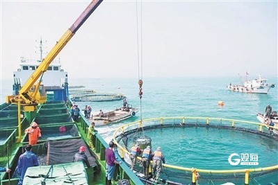 鲁海丰国家级海洋牧场休渔期间预计将向市场供应海水鱼800多吨。