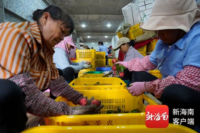 工人正在分拣荔枝。海口市秀英区供图