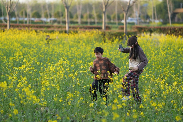 和睦村的油菜花海。受访者供图