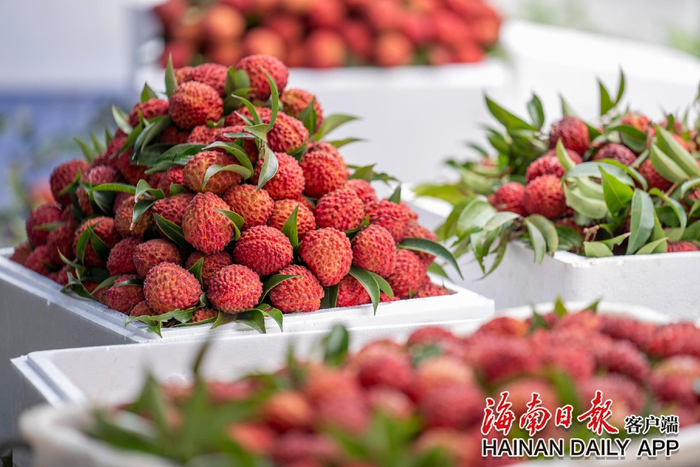 6月3日，海口市秀英区永兴镇一处荔枝分拣点的荔枝王。海南日报全媒体记者李天平 摄