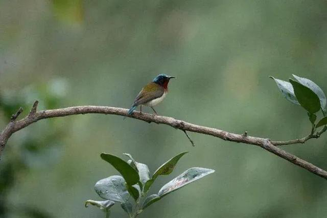 △叉尾太阳鸟 图片来源：作者摄于重庆黔江