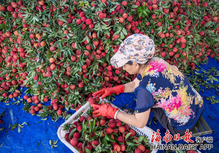 6月3日，在海口市秀英区永兴镇的一处荔枝分拣点，工人将荔枝装箱。海南日报全媒体记者李天平 摄
