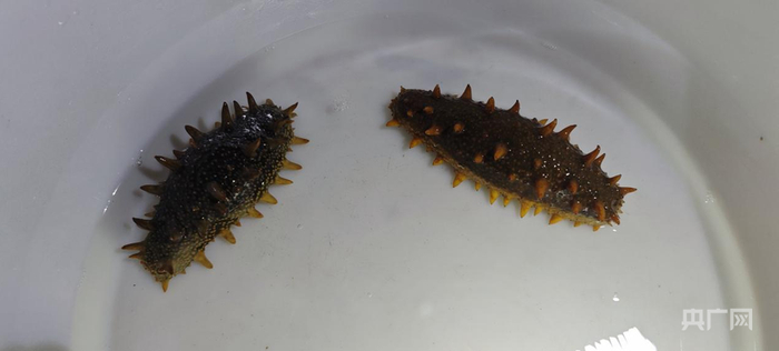一嘉公司培育的海参种参（央广网记者  张子剑  摄）