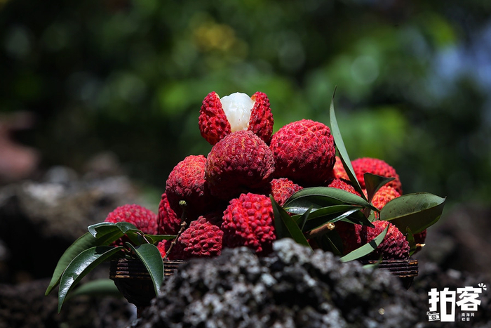 剥开外壳的火山荔枝，果肉晶莹剔透如白玉，汁水丰盈欲滴，散发着清甜的香气。南海网拍客专栏摄影师 王恩同 摄