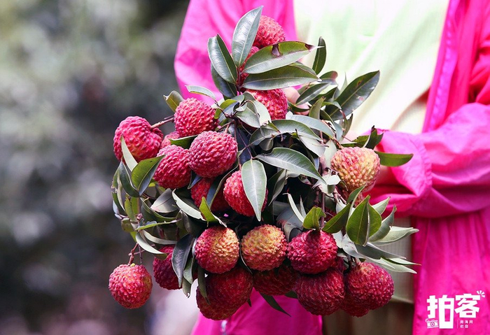 刚摘下的火山荔枝，红艳饱满的果实缀着翠绿枝叶。南海网拍客专栏摄影师 王恩同 摄