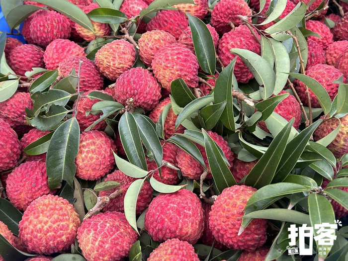 海口永兴“荔枝王”甜润舌尖。南海网拍客栏目摄影师 刘嘉鲲 摄