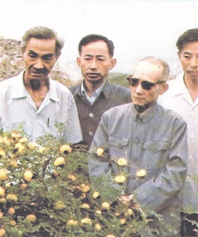 罗登义教授（前右）与贵州农学院科研组同志研究人工栽培刺梨。         资料图片