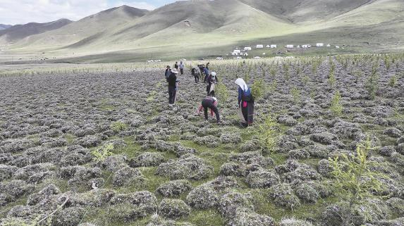 同德县唐谷镇加拉村村民栽树现场。