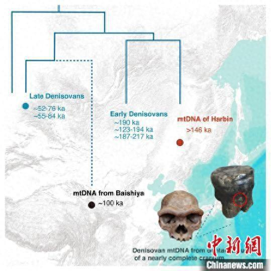 近乎完整头骨牙结石中的丹尼索瓦人线粒体DNA的演化图。中国科学院古脊椎所 供图