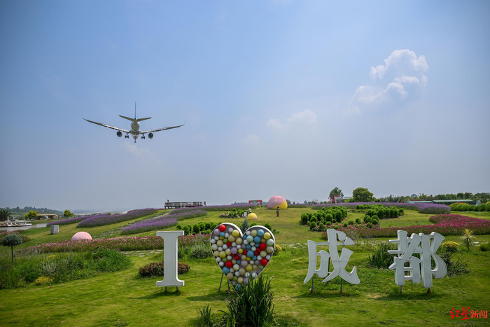 ▲空港花田，一架飞机正在降落 王勤 摄