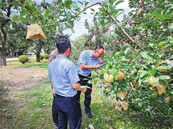     人保财险天水市分公司查勘苹果标的受灾情况。