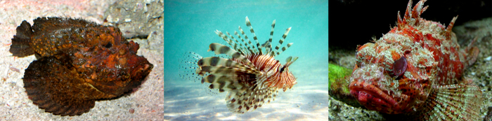 石头鱼、狮子鱼、鲉鱼