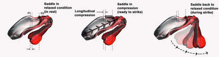 皮皮虾出击的过程