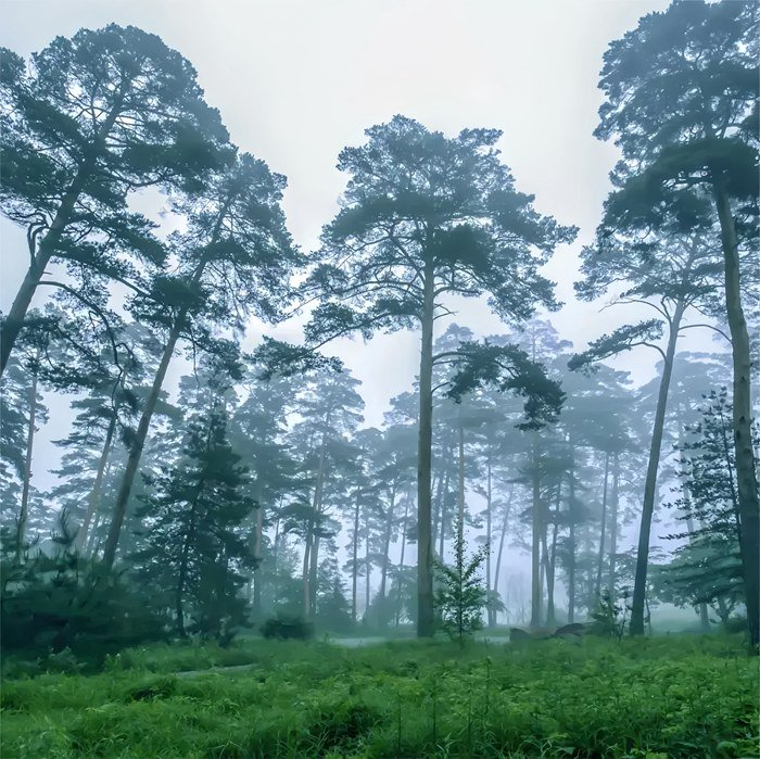 长白山美人松公园。来源：悠游吉林