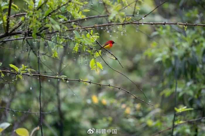 蓝喉太阳鸟（Aethopyga gouldiae）图片来源：作者摄于湖北咸丰二仙岩保护区