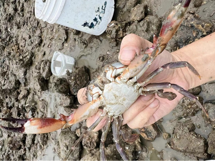 在泥滩中捉螃蟹