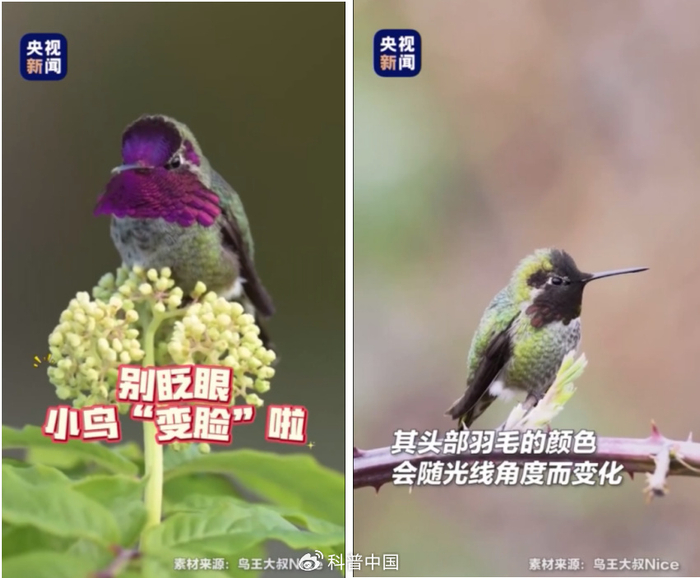 鸟界“变脸大师”安氏蜂鸟 图片来源：央视新闻素材来源：鸟王大叔 Nice