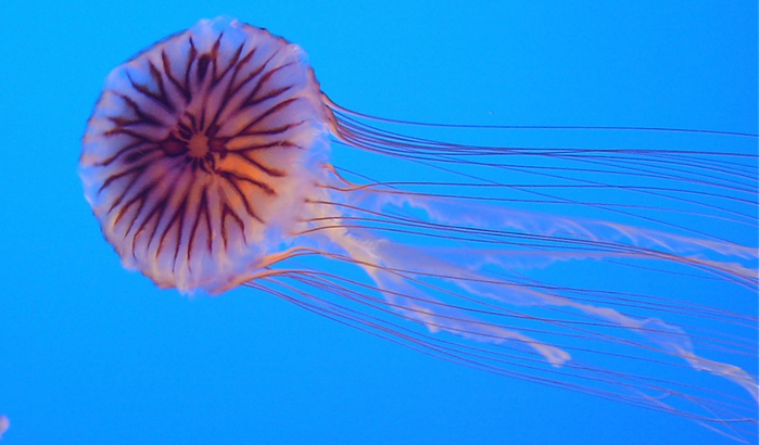 紫纹海蜇