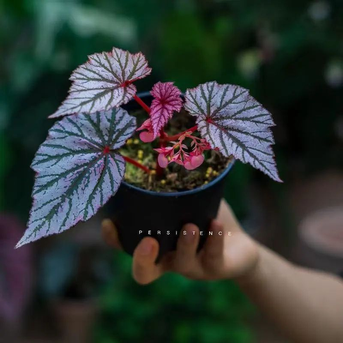 【雪莹常春藤】