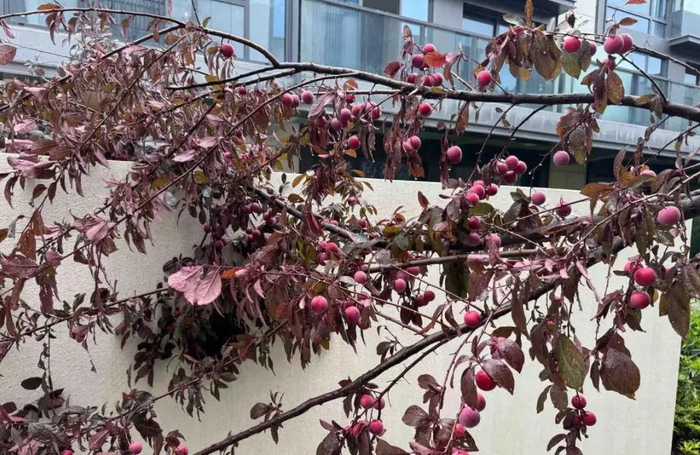 成熟的紫叶李 受访者提供