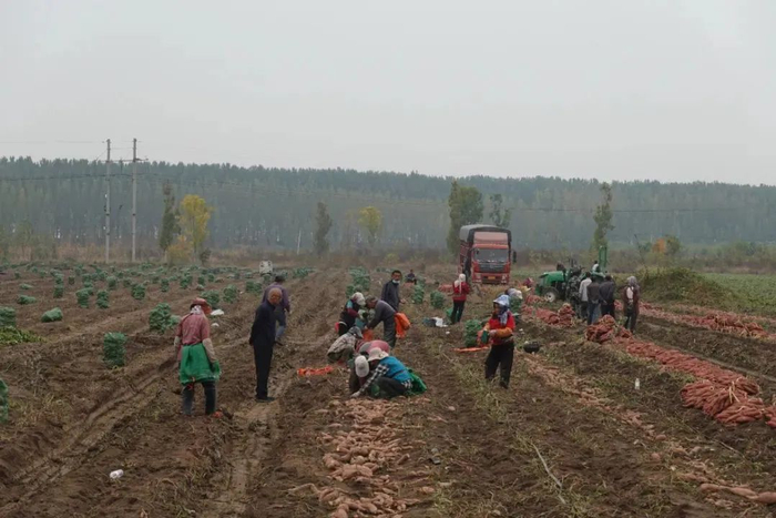 承包商工人们正在收获红薯 / 南风窗记者 何国胜 摄