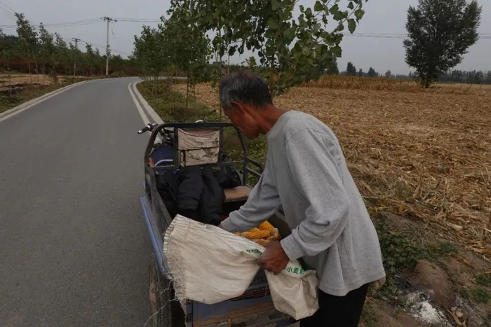 大爷将捡拾的玉米棒子倒进三轮车车厢里 / 南风窗记者何国胜 摄