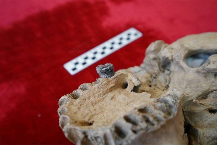 河北地质大学收藏的龙人头骨化石（局部）。河北地质大学供图