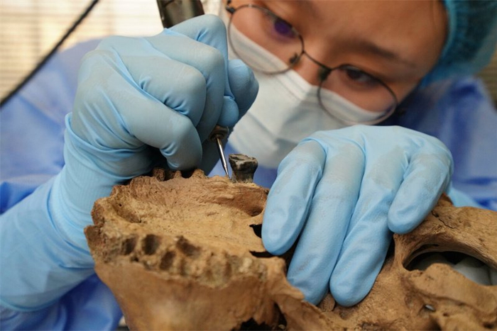 2025年3月，中国科学院古脊椎动物与古人类研究所研究人员正在提取龙人头骨化石的牙结石。河北地质大学供图