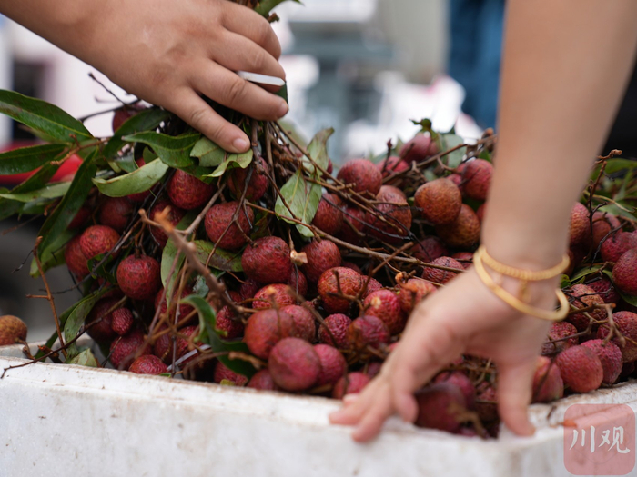 6月20日，四川雨润国际农产品交易中心，刚到货的荔枝正在被挑选。
