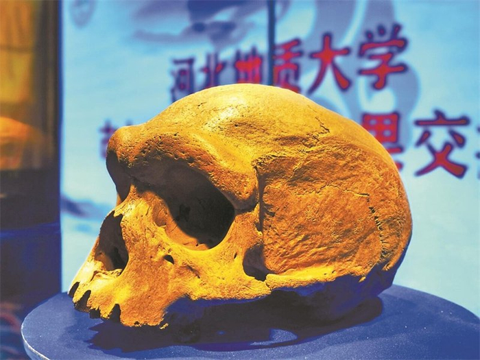 河北地质大学收藏的龙人头骨化石。河北地质大学供图