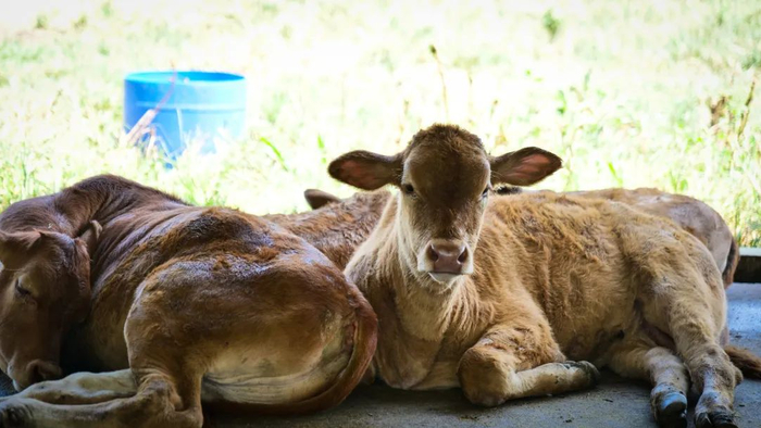 雷琼黄牛有着颈粗壮的特征。陈文 摄