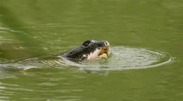 △ 斑鳖“苏苏”冒头呼吸，图源：齐硕/科普中国