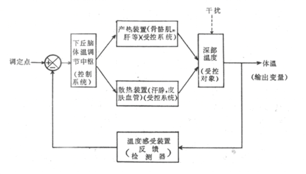 体温调节自动控制示意图。图片来源：医学百科