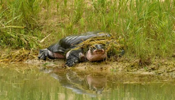△ 苏州动物园的雄性斑鳖“苏苏”，图源：齐硕/科普中国