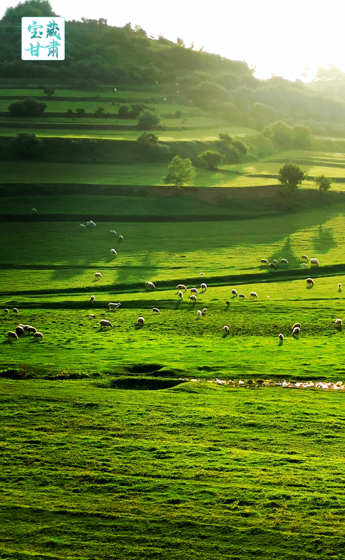 清水县非子牧场。新甘肃·甘肃日报通讯员陈莉 王永强/摄