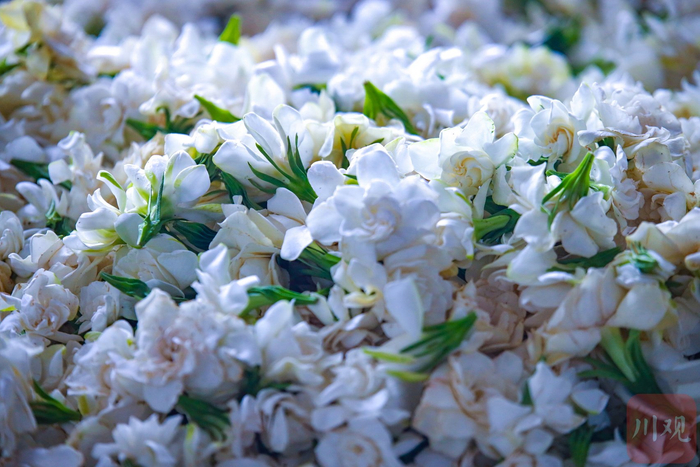 在地上摊晾的栀子花