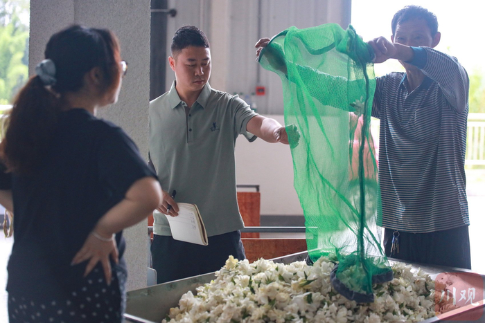 农户潘国锦把新鲜栀子花送到新茶饮生产线