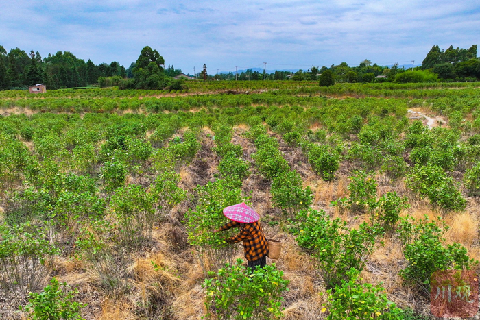 68岁的村民李文英在采摘栀子花