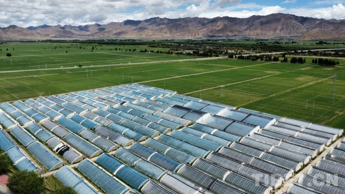 图为彭仓村水果、蔬菜棚