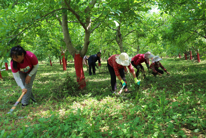 群众清理核桃树下杂草（岳芳萍 摄）