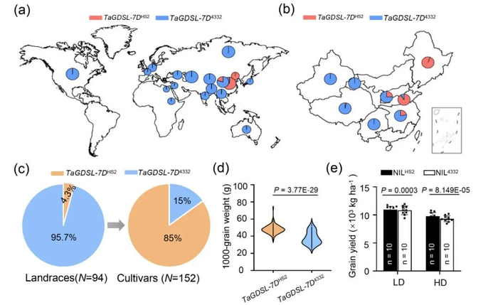 图 5 全球小麦种质资源的地理分布