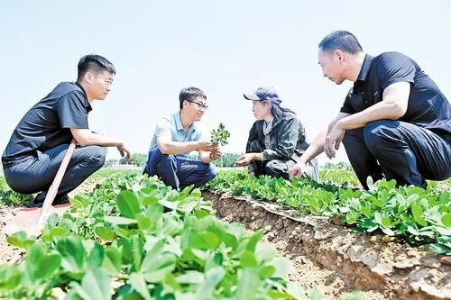 6月10日，在滦州市九百户镇南赵庄子村，博士小院团队成员们在花生田里，指导村民（右二）科学管护。河北日报记者 师源 摄