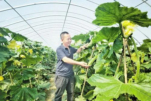 6月6日，在路南区稻地镇安机寨村冬瓜大棚里，赵志涛查看冬瓜长势。河北日报记者 王育民 摄