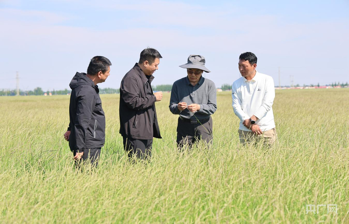 刘公社（右二）与刘辉（右一）察看羊草长势（胡建华  摄）
